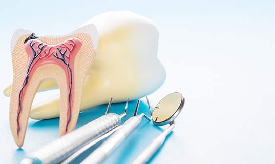Model teeth with roots next to dental instruments